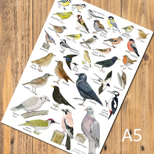 Bird Id Cards