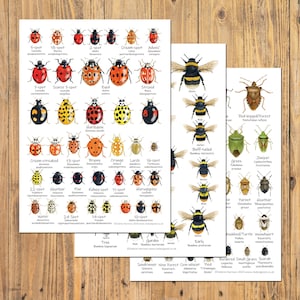 May include: Three art prints showcasing detailed illustrations of insects, including ladybirds, bees, and beetles. Each insect is labelled with its common name and scientific classification. The prints are arranged on a light wood surface.