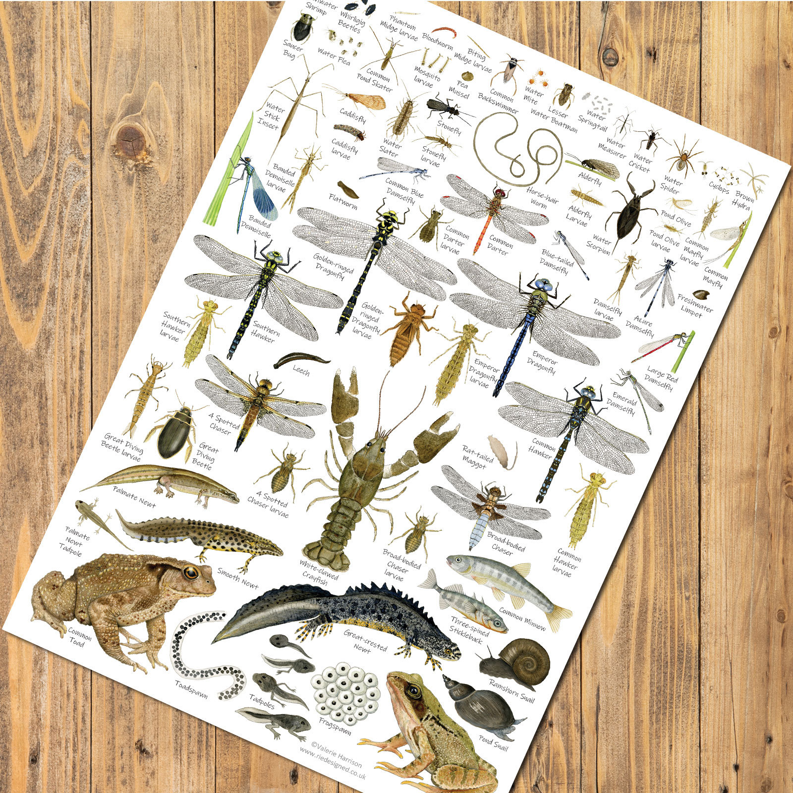 British Pond & Stream A4 Identification Chart Wildlife Card - Etsy Hong Kong British Pond & Stream A4 Identification Chart Wildlife Card - Etsy Hong Kong