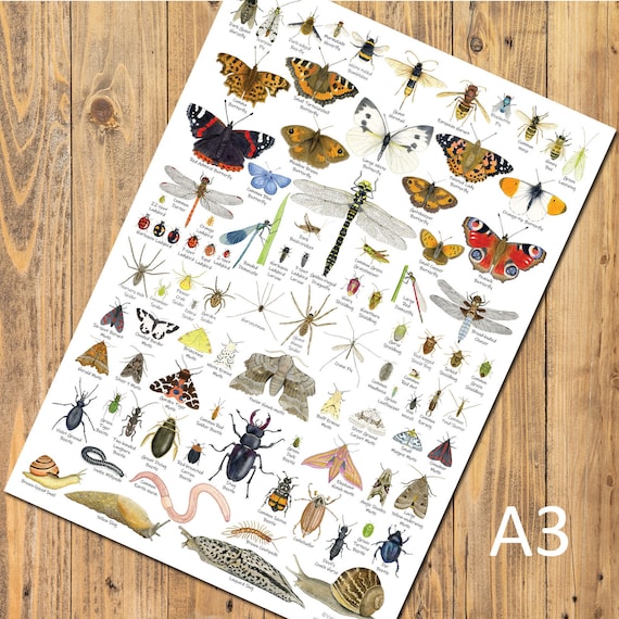 British Invertebrates A3 Identification Poster Insect Chart - Etsy