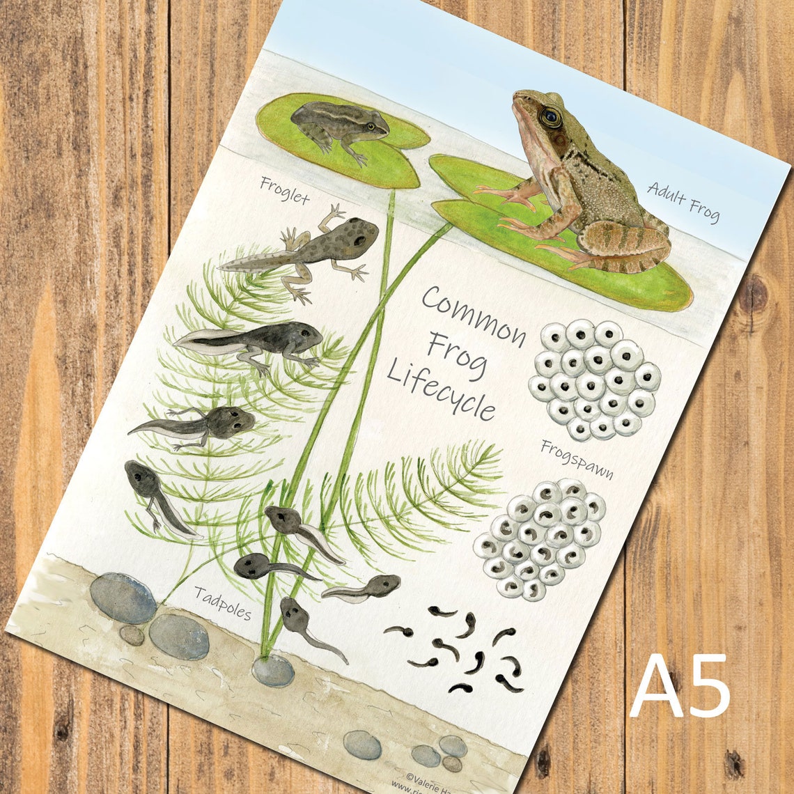 Common Frog Lifecycle A5 Chart, Educational Card, Amphibian Postcard ...