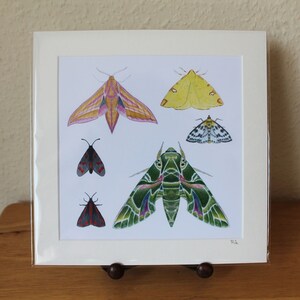 Moths Mounted Print, Insects Large Square Artwork, Nature, Wildlife, Moths Watercolour Design, Ready for Framing (Frame not supplied).