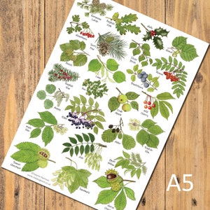 May include: An A5 print showcasing botanical illustrations of diverse tree species, including oak, holly, and sweet chestnut. Each plant is meticulously depicted with its name, offering a detailed guide to various leaves, berries, and cones.