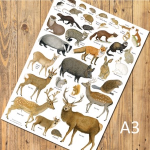 May include: A white poster featuring detailed watercolour illustrations of various British mammals, including a red deer, wild boar, badger, fox, and smaller rodents, each labelled with its common name in black text, with A3 printed in the corner.