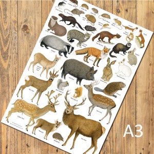 British Land Mammals A3 Identification Poster, Wildlife Chart, Nature Art Print