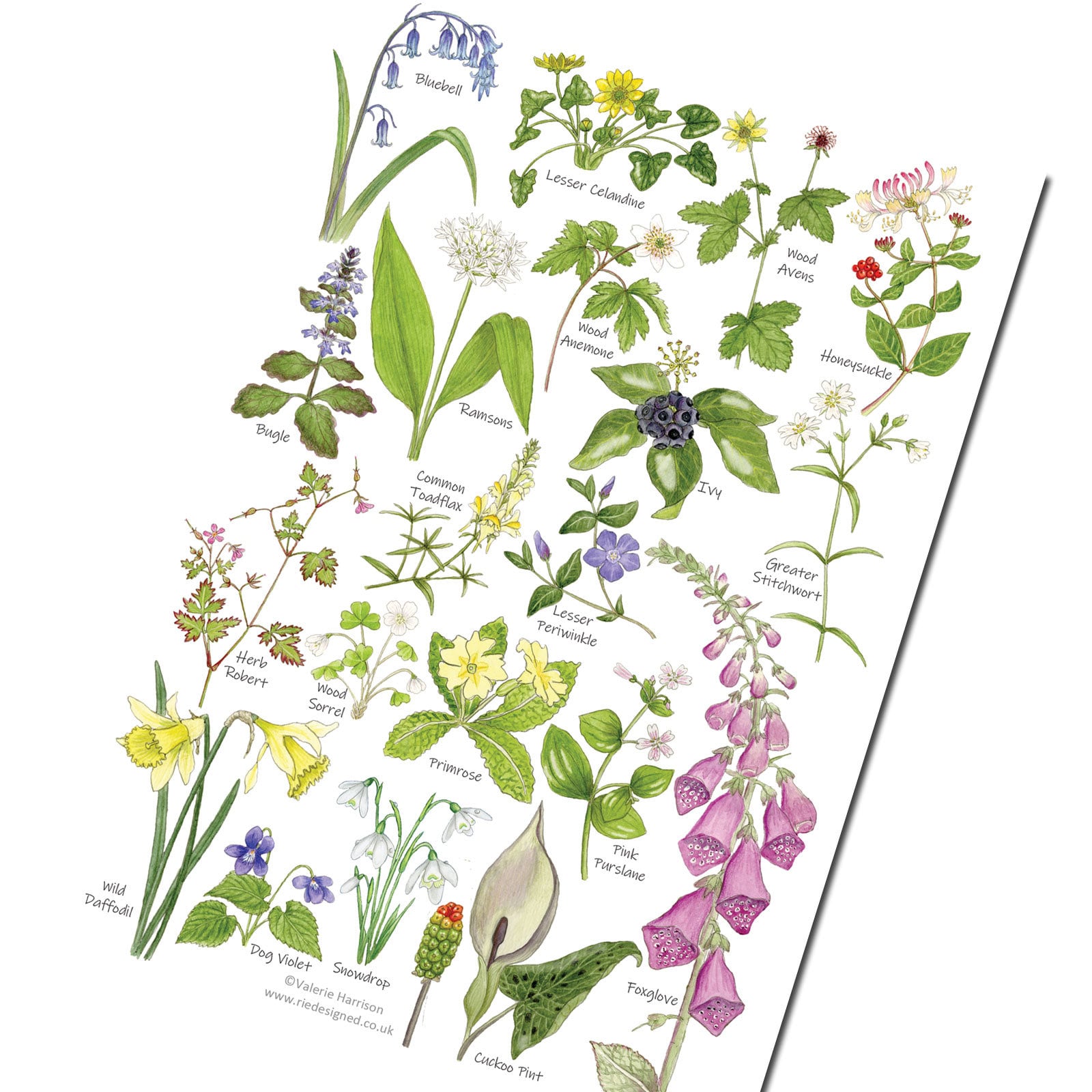 Woodland Wild Flowers A5 Art Print, Nature Card, Wildlife Postcard ...