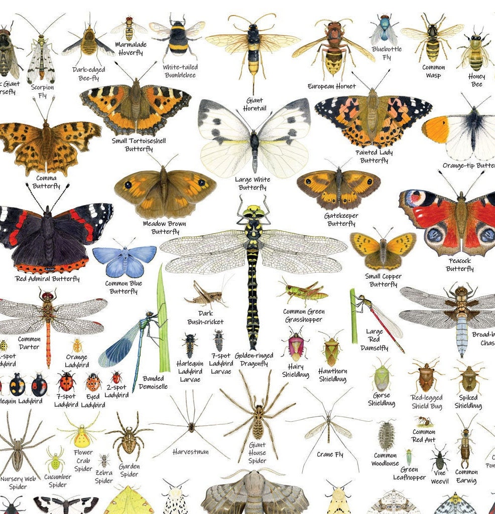 British Invertebrates A3 Identification Poster, Insect Chart, Bugs Art ...