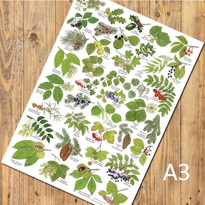 May include: A3 botanical print displaying detailed illustrations of diverse tree leaves, berries, and cones. The print features a variety of plant species, each labelled with its common name. The artwork is set against a white background, with the text "A3" in the lower right corner.