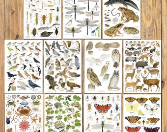 Pack of 11 Assorted A5 Identification Charts, British Wildlife Cards, Art Prints for framing, Nature Education, Animals, Insects, Birds