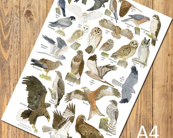 British Birds of Prey & Owls A4 Identification Chart, Wildlife Card, Nature Poster, Art Print Ideal for framing