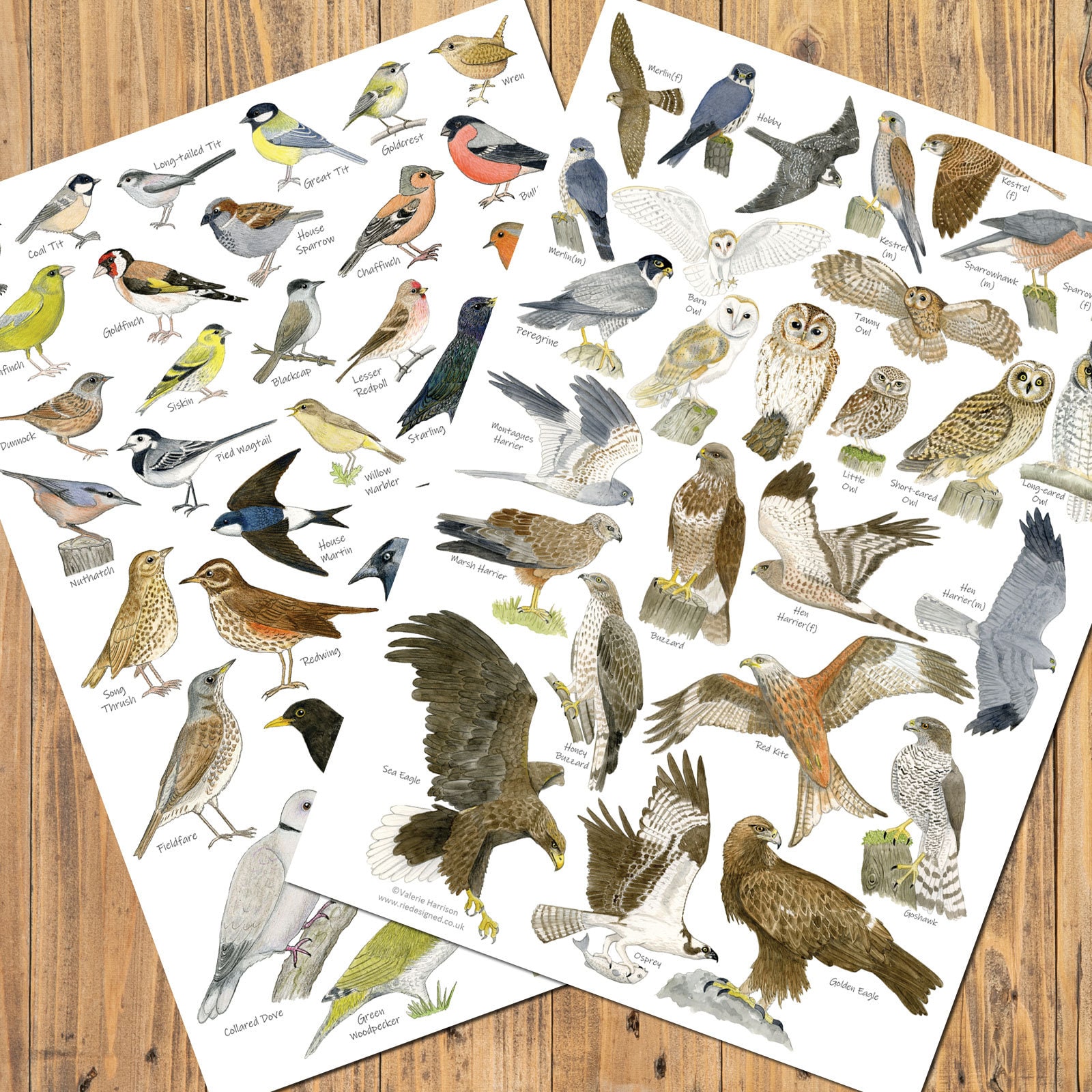 British Garden Birds A3 Identification Poster, Wildlife Chart, Nature ...