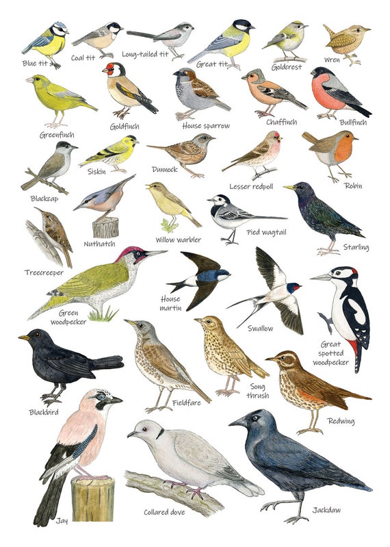 British Garden Birds Chart