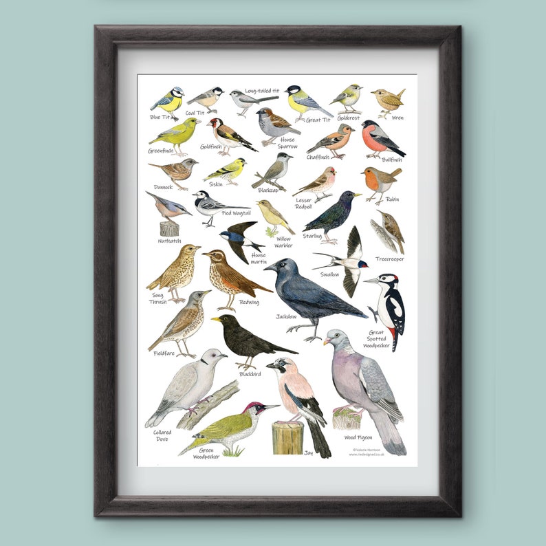 British Garden Birds A4 Identification Chart Wildlife Card Etsy UK