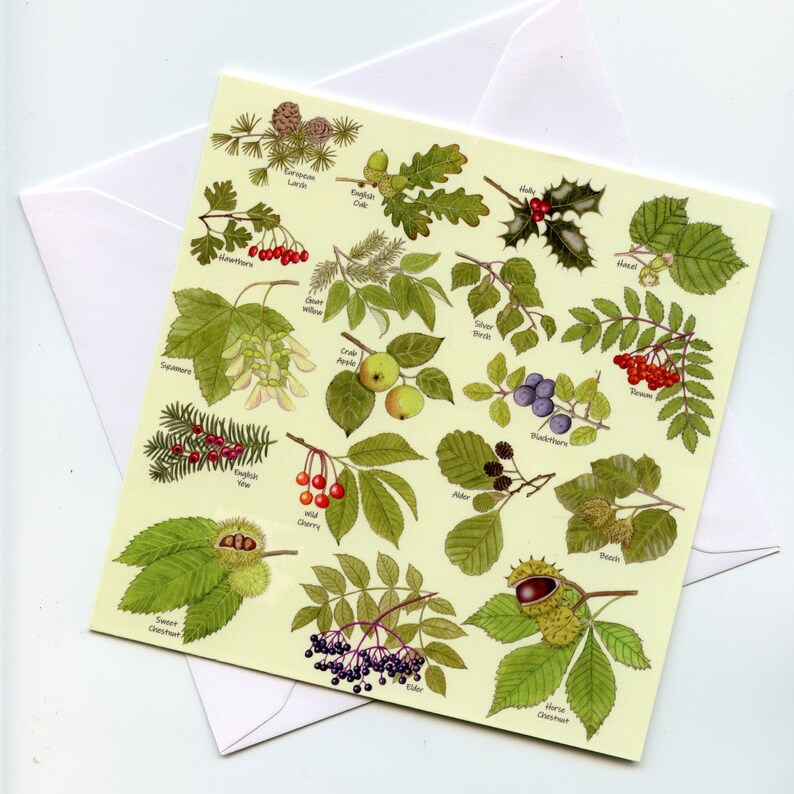 May include: A botanical illustration card featuring various tree leaves, berries, and fruits, including oak, holly, and crab apples. The card is on a light yellow background, with a white envelope behind it. The card is a square shape.
