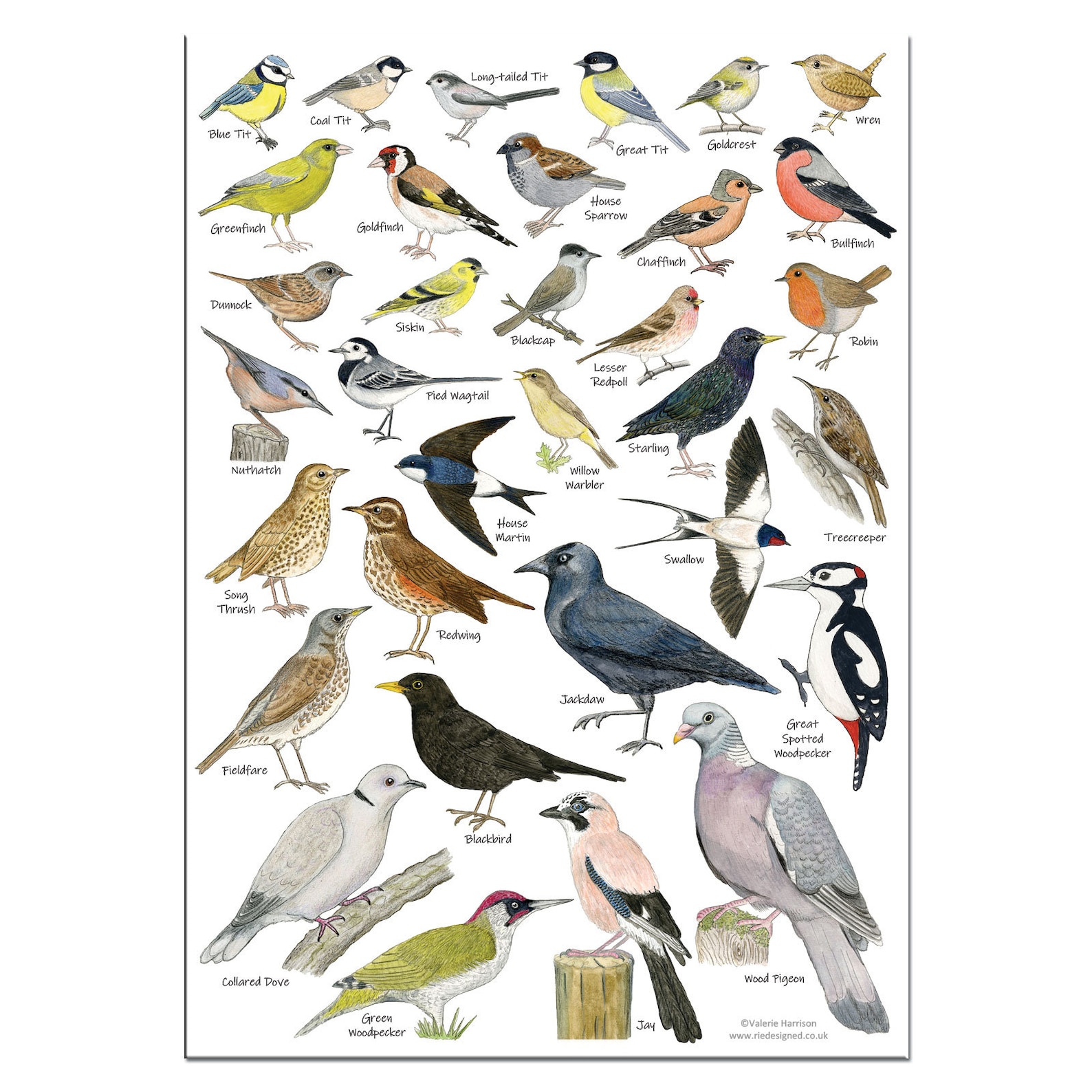 British garden birds a3 identification poster wildlife chart etsy