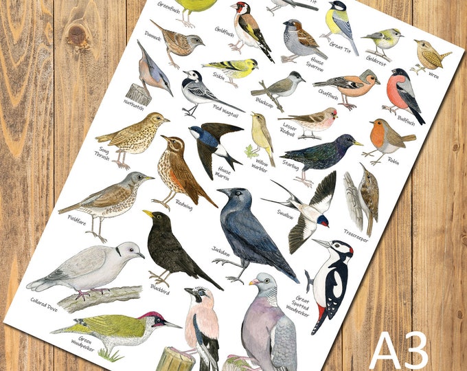 British Garden Birds A3 Identification Poster, Wildlife Chart, Nature Art Print