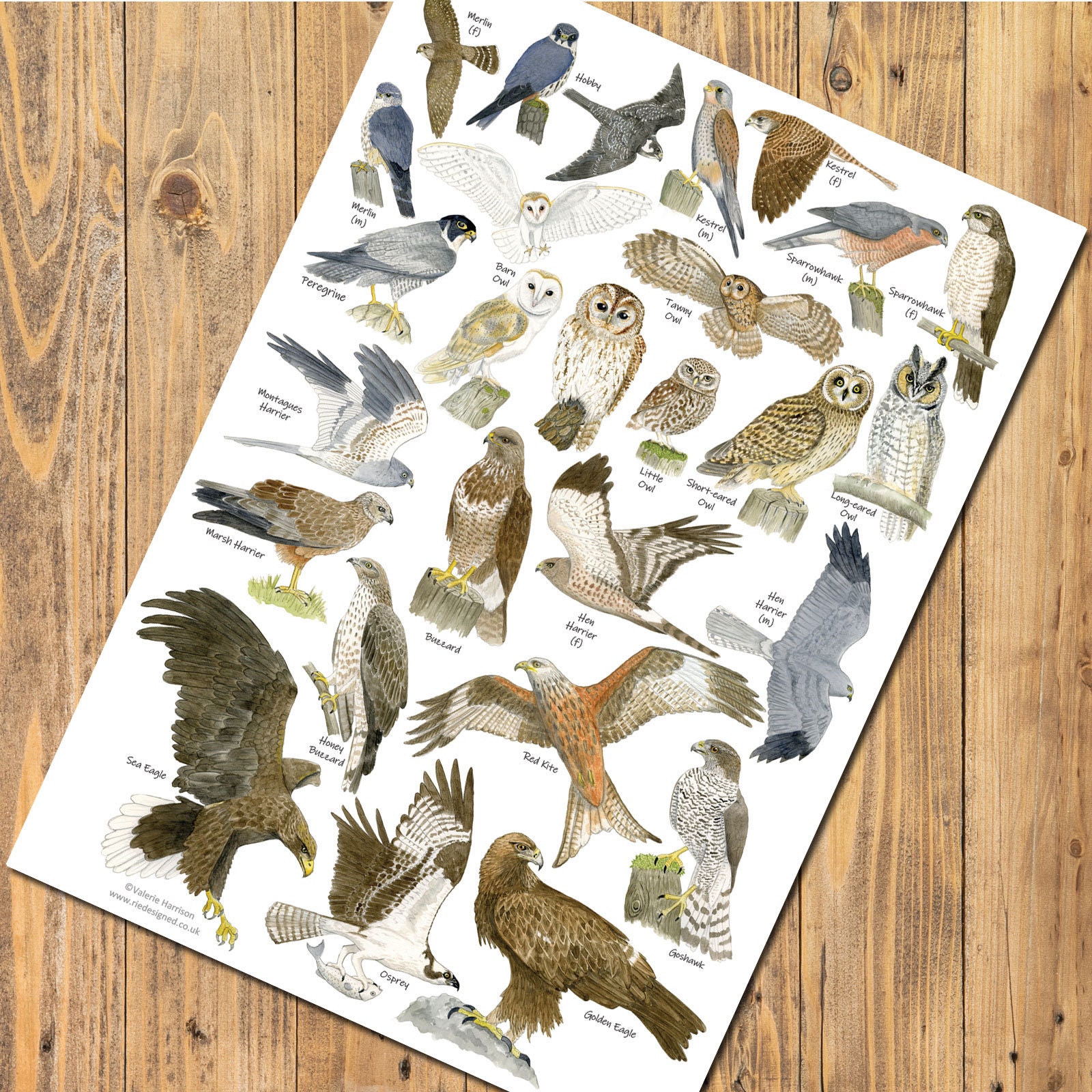 British Birds of Prey & Owls A4 Identification Chart Wildlife