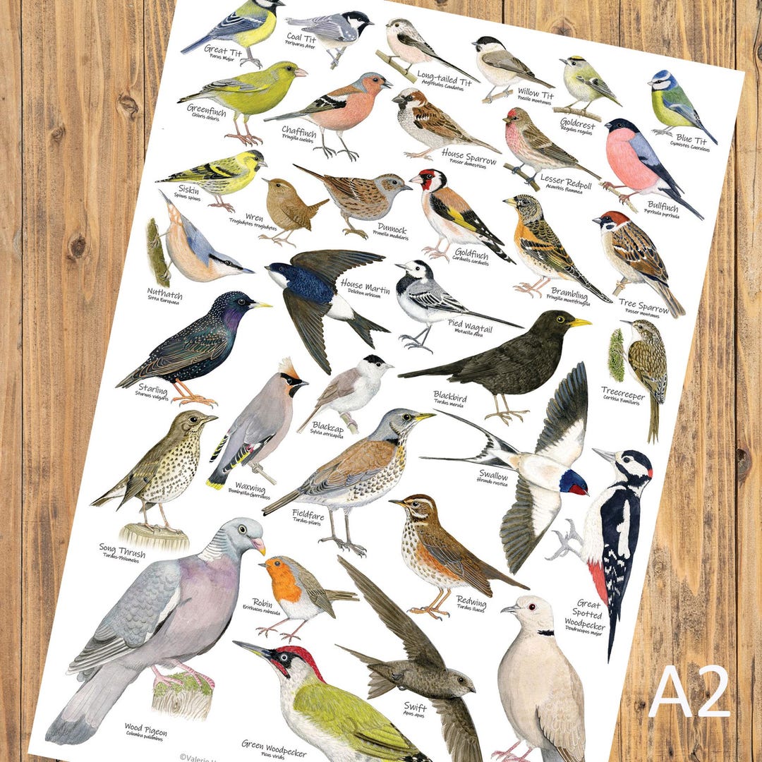 British Garden Birds A2 Identification Poster, Wildlife Chart, Large ...