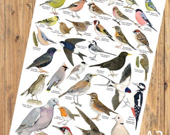 British Garden Birds A2 Identification Poster, Wildlife Chart, Large Nature Bird Art Print