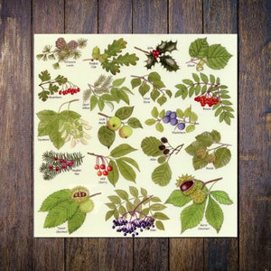 May include: A botanical print featuring detailed illustrations of various tree branches, leaves, and fruits. The print includes labeled examples such as English Oak, Holly, Hazel, and Wild Cherry, showcasing a variety of plant life.