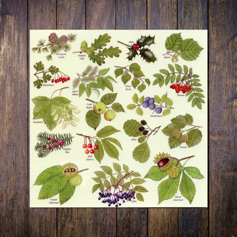 May include: A botanical print featuring detailed illustrations of various tree branches, leaves, and fruits. The print includes labeled examples such as English Oak, Holly, Hazel, and Wild Cherry, showcasing a variety of plant life.