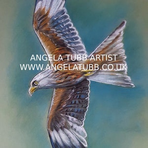 Red Kite archival Matt A4  high quality print