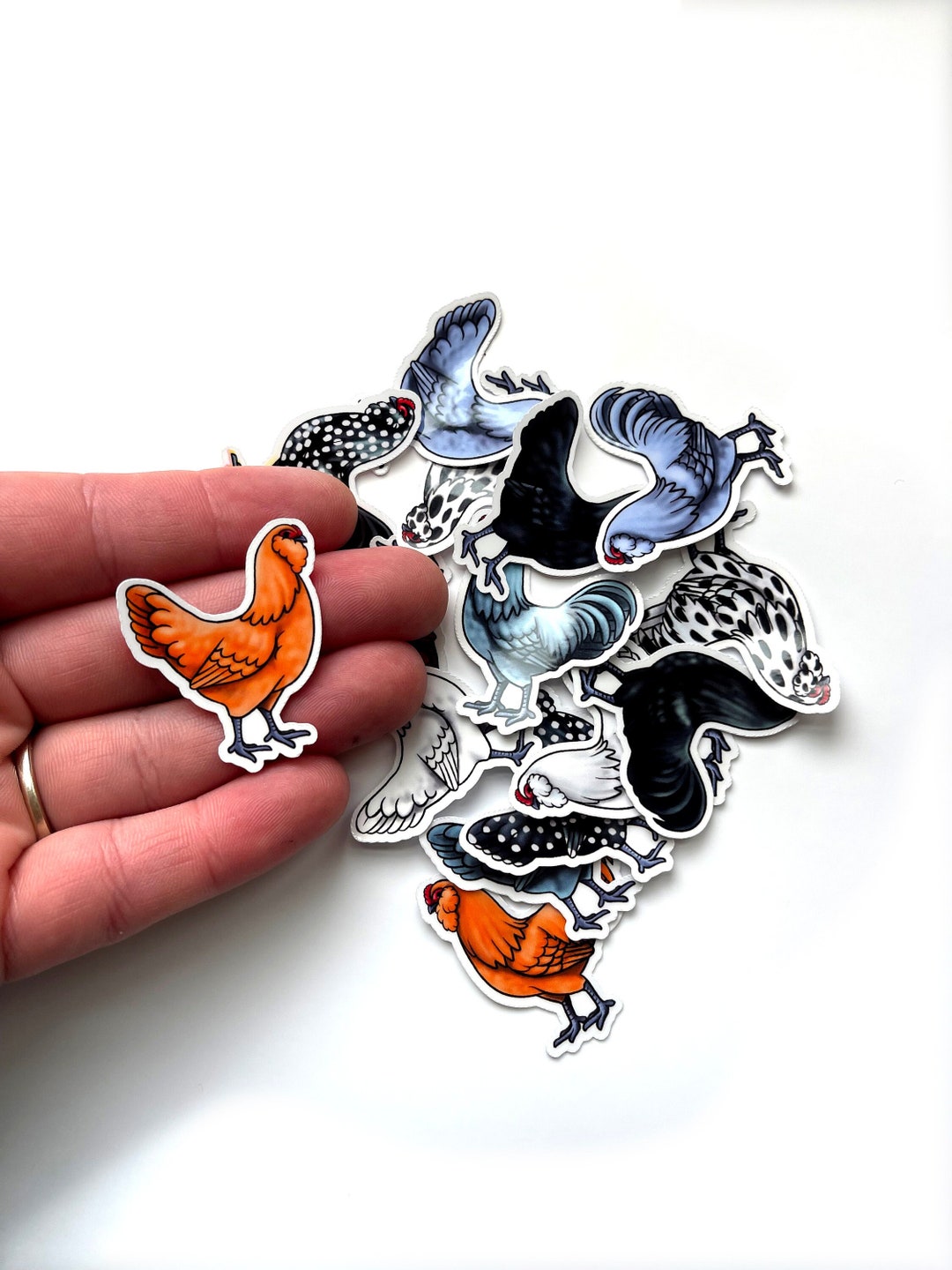 Ameraucana Chicken Stickers Choose Your Variety - Etsy