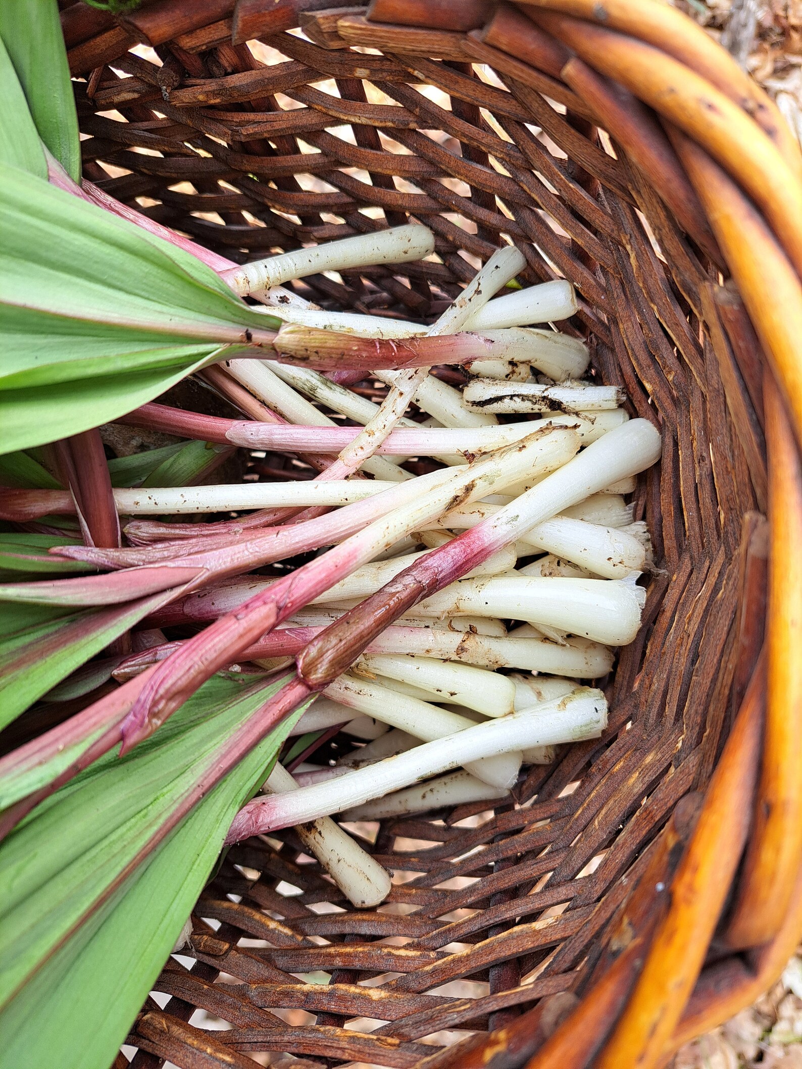 Leek, Ramps, Ramp, Wild Onion, Wild Leek Etsy