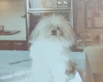 Puppy Dog Fluffy Ugly / Art Antique Photography / Original Vintage Photo Snapshot / Found Photo