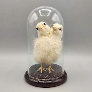 May include: A taxidermy two-headed chick with fluffy cream-colored feathers, dark eyes, and light yellow beaks, enclosed within a clear glass dome cloche that sits upon a circular, dark brown wooden base, creating a preserved display piece.