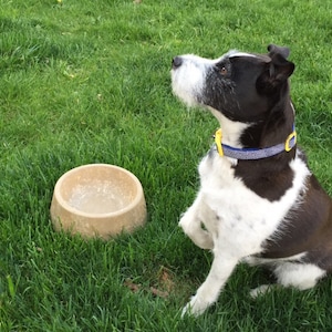 Medium Concrete Dog Bowl, Pet Bowls image 7