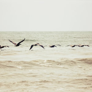 Pelican Photo, Pelicans Flying Wall Art, Flying Pelican, Ocean Beach Photo, South Carolina Beach Art, Oceanside Beach Photography