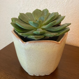 May include: A green succulent plant in a light green ceramic pot with a scalloped rim.