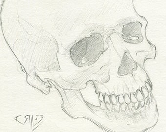 Disegno del cranio