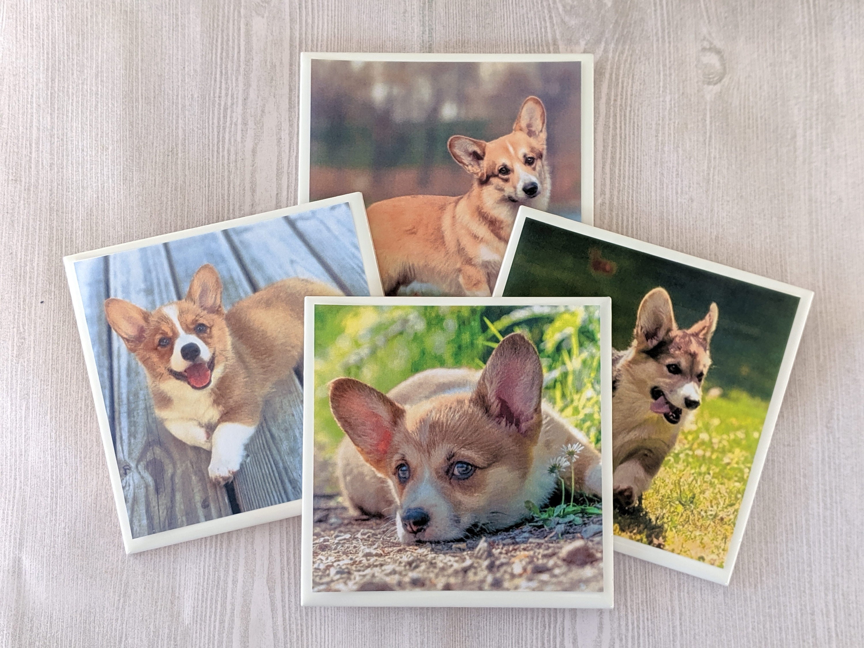 corgi coasters