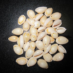 May include: A pile of white cowrie shells with brown markings. The shells are smooth and glossy.
