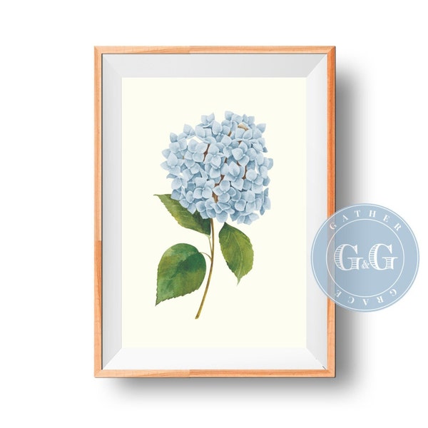 Vintage Hydrangea Print