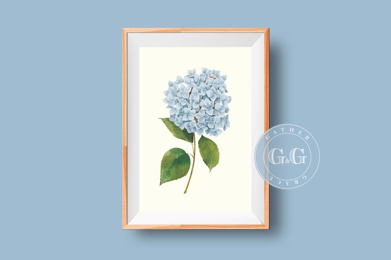 Vintage Hydrangea Print image 2