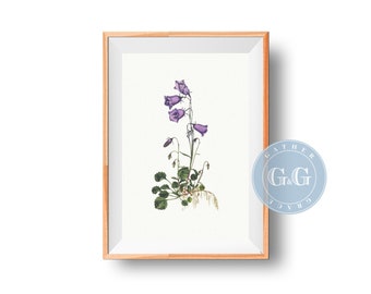 Vintage Peach-Leaved Bellflower Print | Bluebell | Bluebell Art Print