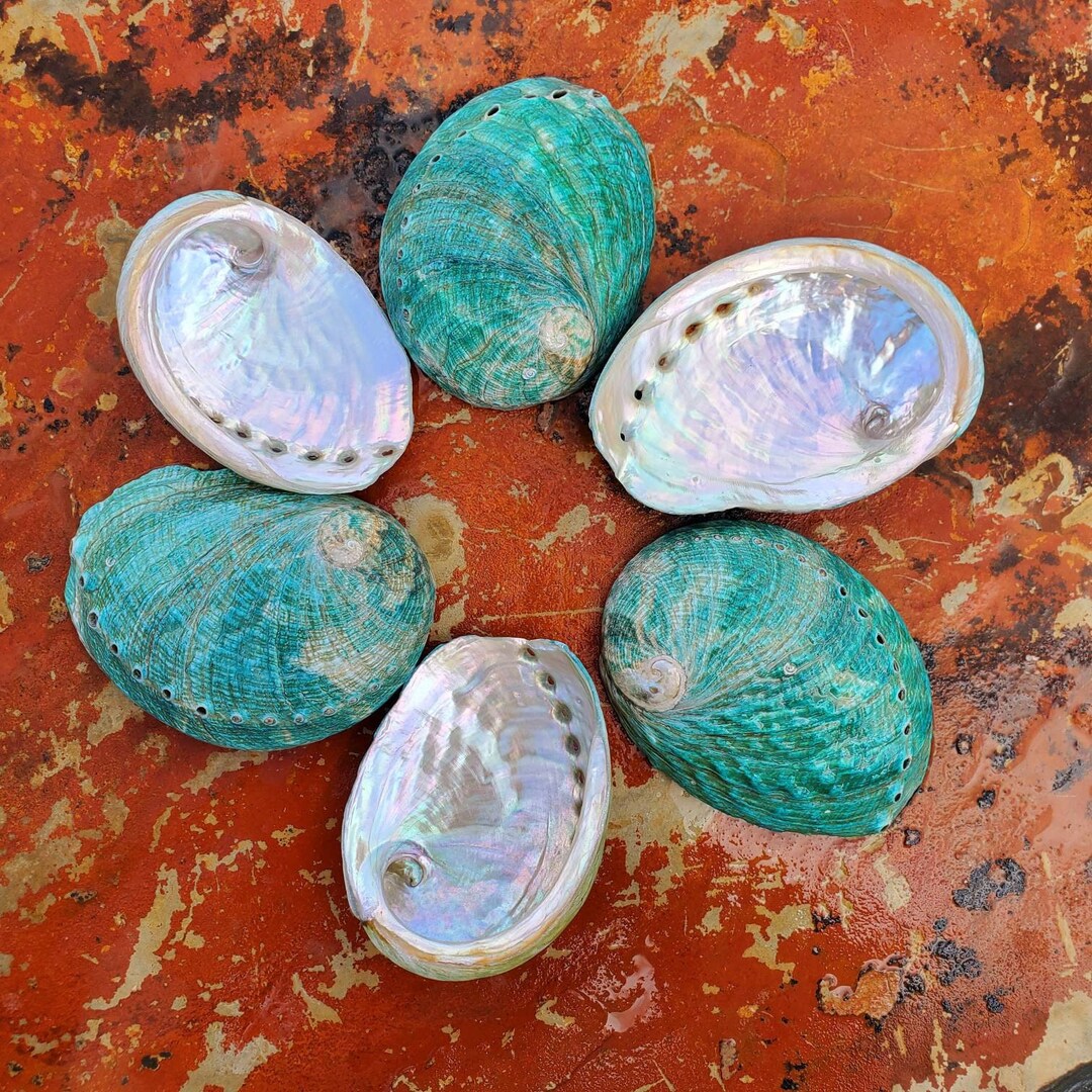 6 Blue Abalone Shells 3 up to 3 1/2 . Wedding Abalone Place Cards. Medium Size Blue Shells. Etsy