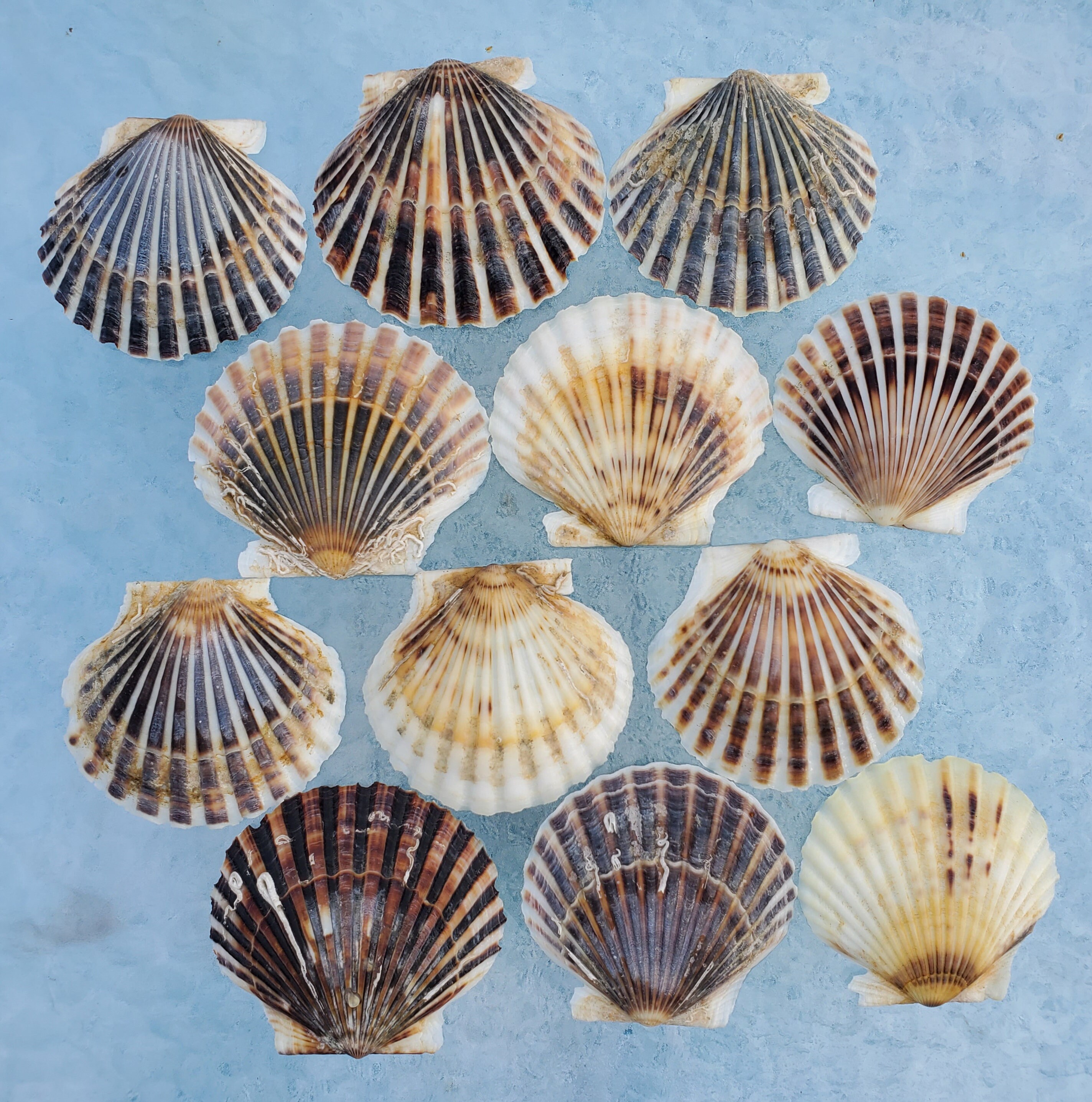 20 Bay Scallop Shells 2 1/2 to 3 Cape Cod Shells. Etsy