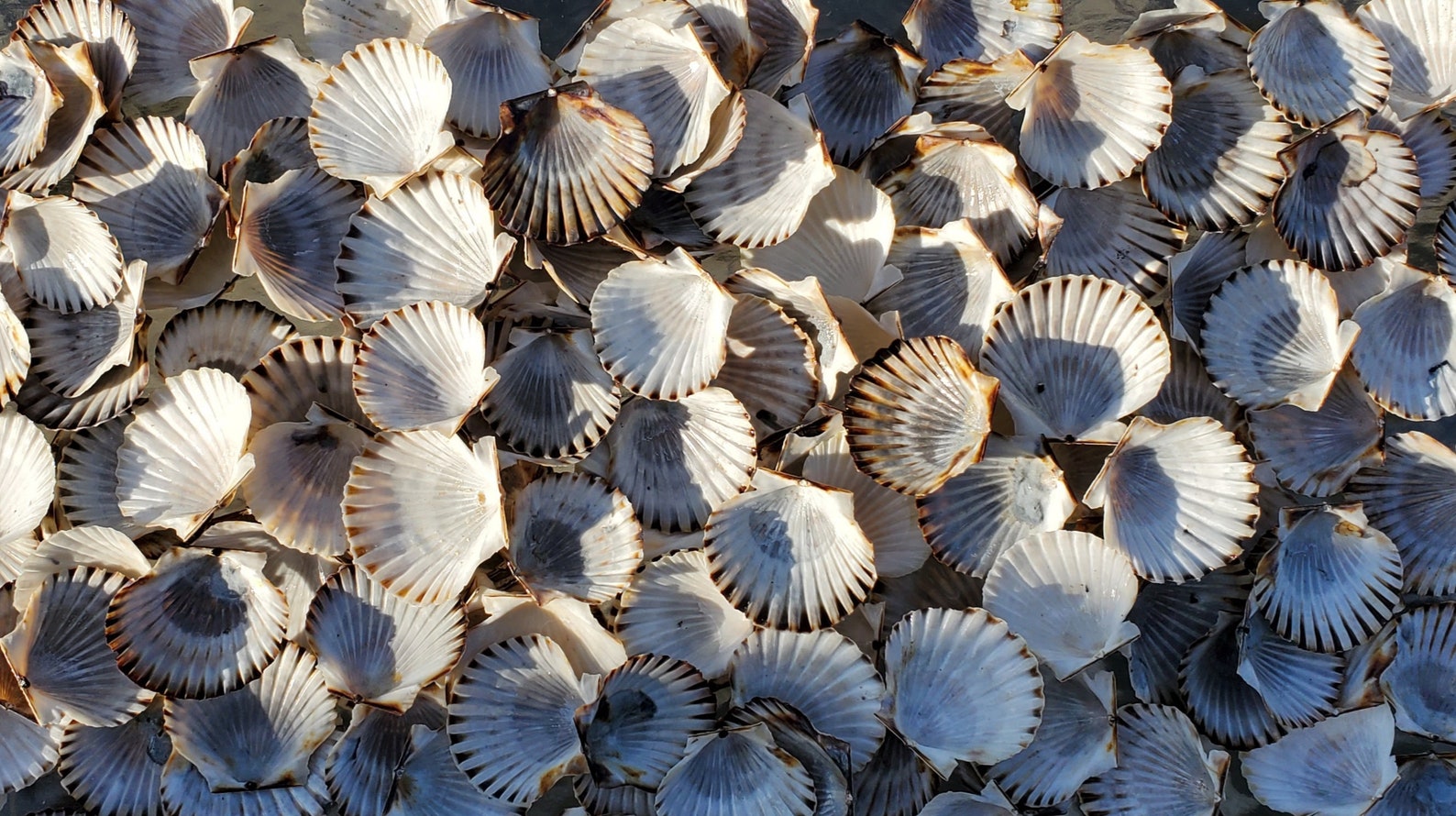 20 Bay Scallop Shells 2 1/2 to 3 Cape Cod Shells. Etsy