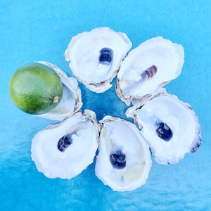 6 Medium  2 3/4&quot; up to 3 1/4&quot; Cup Oyster Shells . Oyster Shells for Decoupage. Oyster shell for wedding decor.