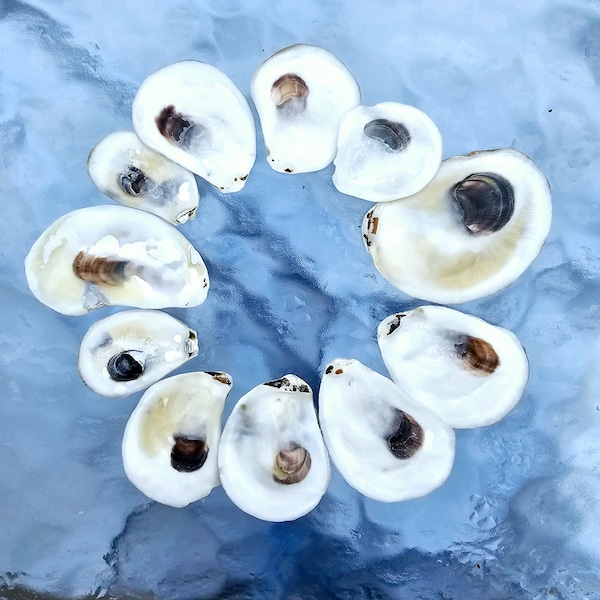 12 Small  1 1/2" up to 2" FLAT SIDE Oyster Shells. Drilled Option Oyster Shells. Cape Cod Bay Oyster Shells. Craft Ready.