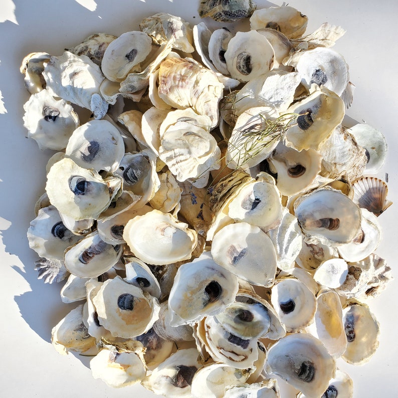 12 Tiny Little Baby Oyster Shells . Shells Cups and Flat Side Etsy
