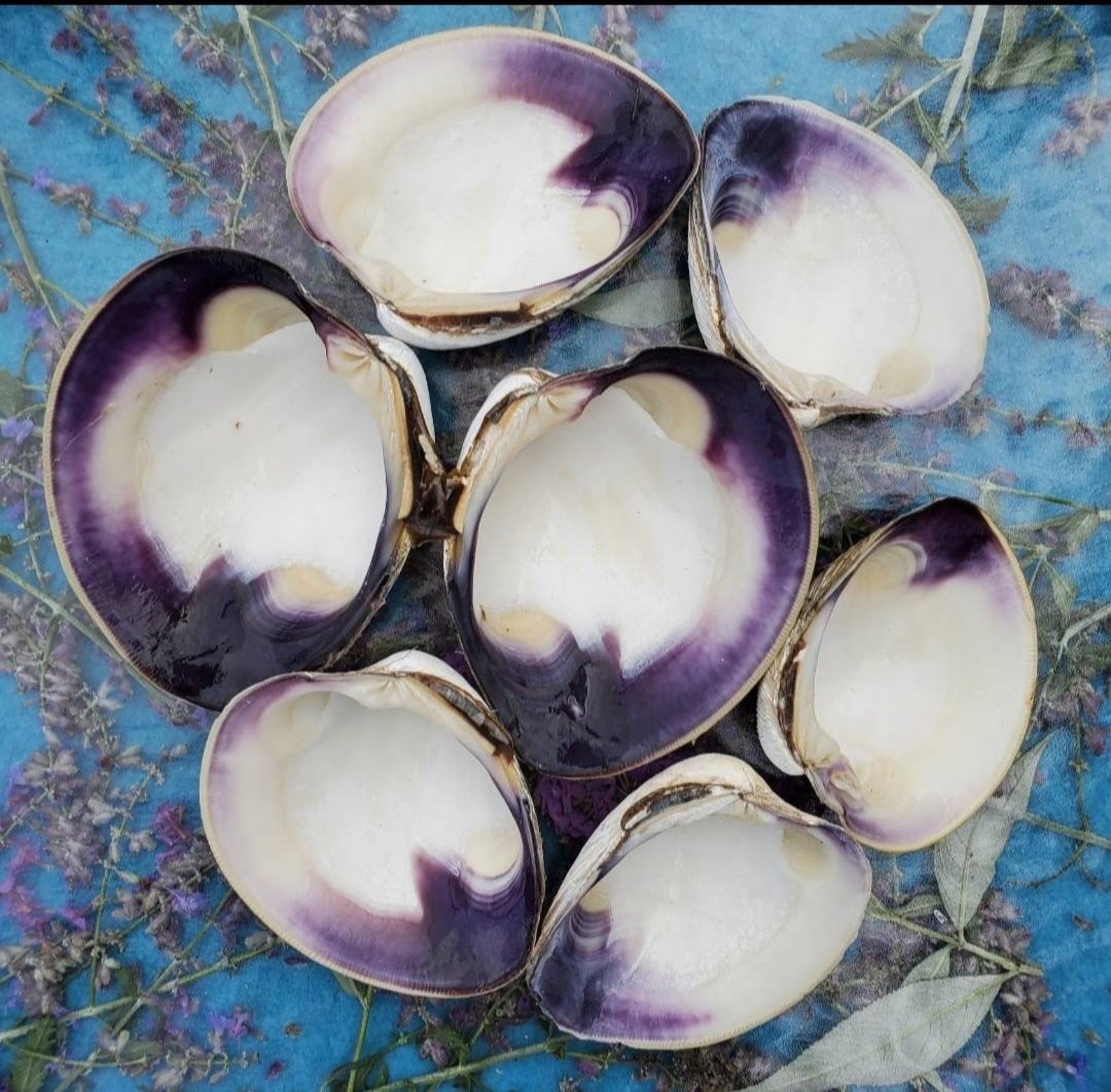4 Quahog Clam Shells. Shells of Cape Cod Wampum Shells. Etsy