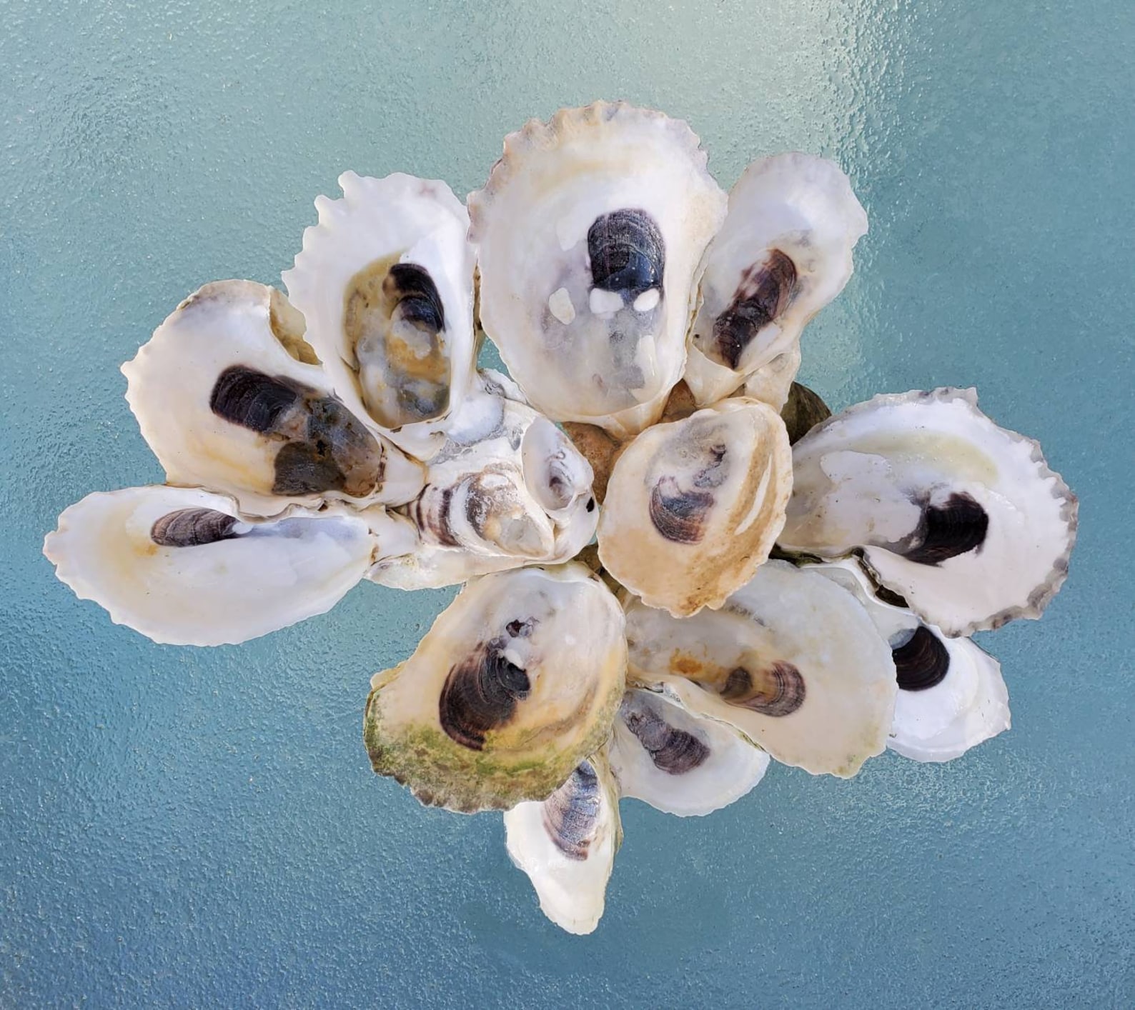 4 Piece Set Wellfleet Oyster Shell Clusters . Cape Cod Oyster Etsy
