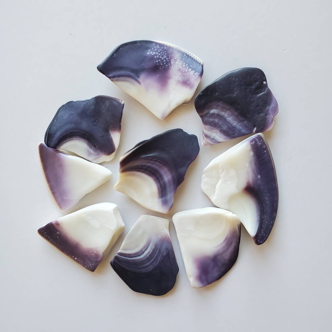 9 Wampum Shells Pieces. Purple Shell Pieces Quahog Shell Etsy