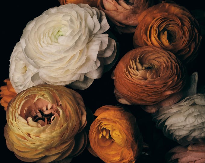 Ranunculus, November 11, 2021