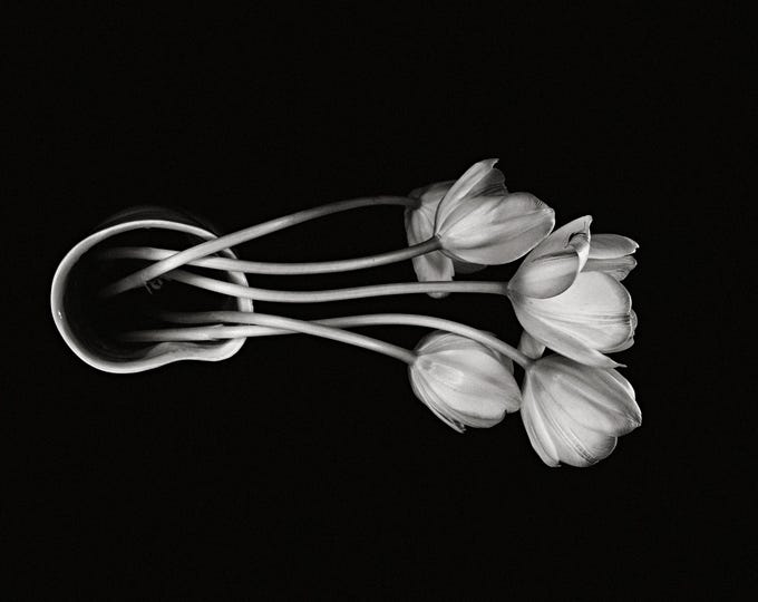 Tulips, 2025-05-05